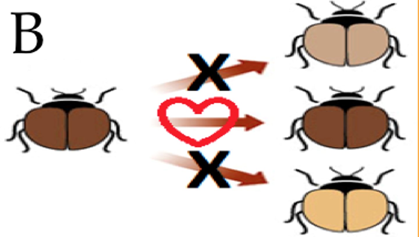 <p>Occurs when individuals with specific phenotypes are mated preferentially.</p>