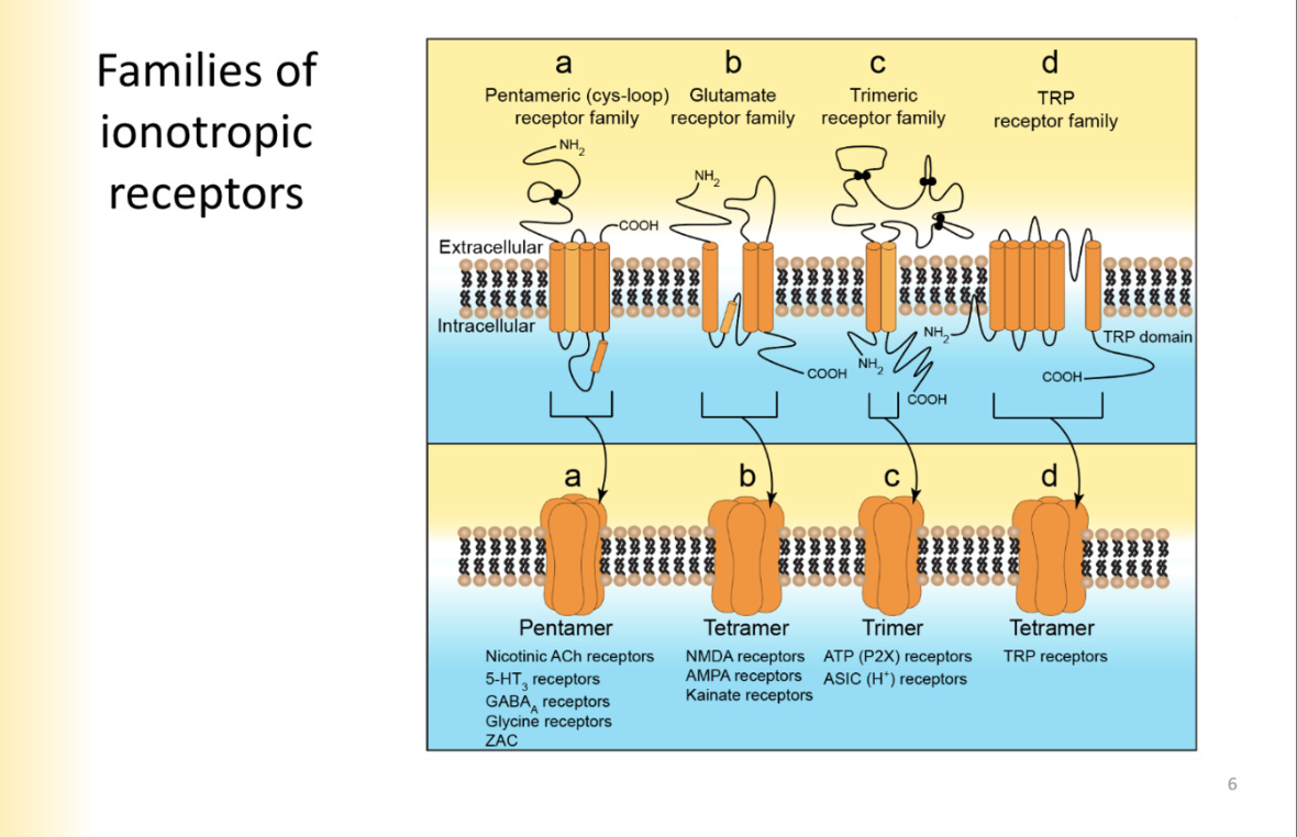 <ul><li><p>are ion channels</p><ol><li><p>Pentameric channels - nicotinic ACH receptors, 5-HT receptors, GABAa receptors, Glycine, and zinc activated receptors </p><ul><li><p>all comprised of 5 subunits </p></li></ul></li><li><p>Trimers- ATP RECEPTORS acid sensing ion channels</p></li><li><p>(Tetramers)Glutamate Receptor Family- NMDA, AMPA, Kainate </p></li><li><p>TRP Receptor Family (Tetramers)- TRP receptors - transient receptor potential- not involved in synaptic transmission</p></li></ol></li></ul>