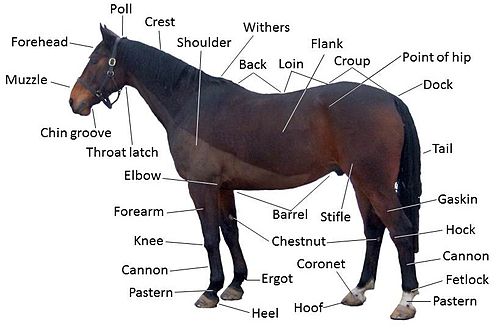 <p>Equines above 14.2 hands at the withers. They are often used for riding, driving, and various equestrian sports. Horses are known for their strength, agility, and diverse breeds, each with unique characteristics and temperaments. Examples of breeds are: Thoroughbred, Arabian, American Quarter Horse</p>