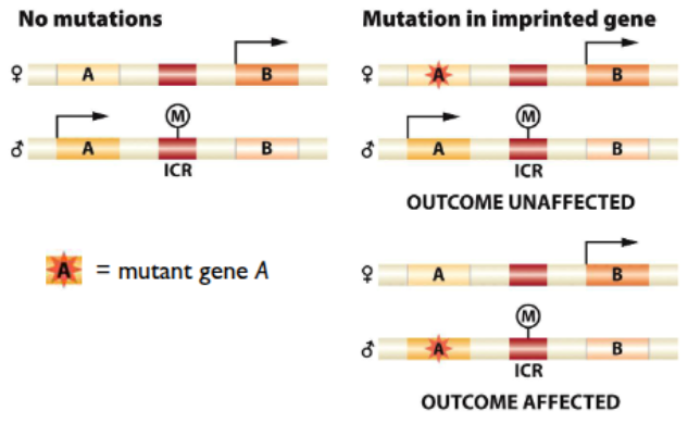 <p>effect of mutation only seen in genes that are actually expressed</p><p>eg mutation in gene A is imprinted in the mom, only express the dad’s copy</p><p></p>