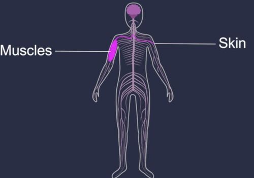 <p>sensory and motor neurons for voluntary activities.</p>