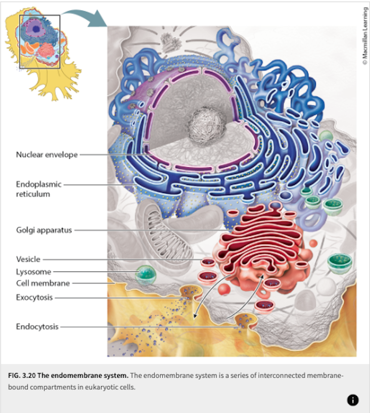 <p>Double membrane surrounding the nucleus</p><p></p><ul><li><p>The <strong>nuclear envelope</strong> has <strong>two phospholipid bilayers</strong><br>(inner membrane + outer membrane)</p></li><li><p>It’s like the nucleus is wearing <strong>two jackets</strong>, not just one</p></li></ul><p>Thats why we say double membrane</p><p></p>