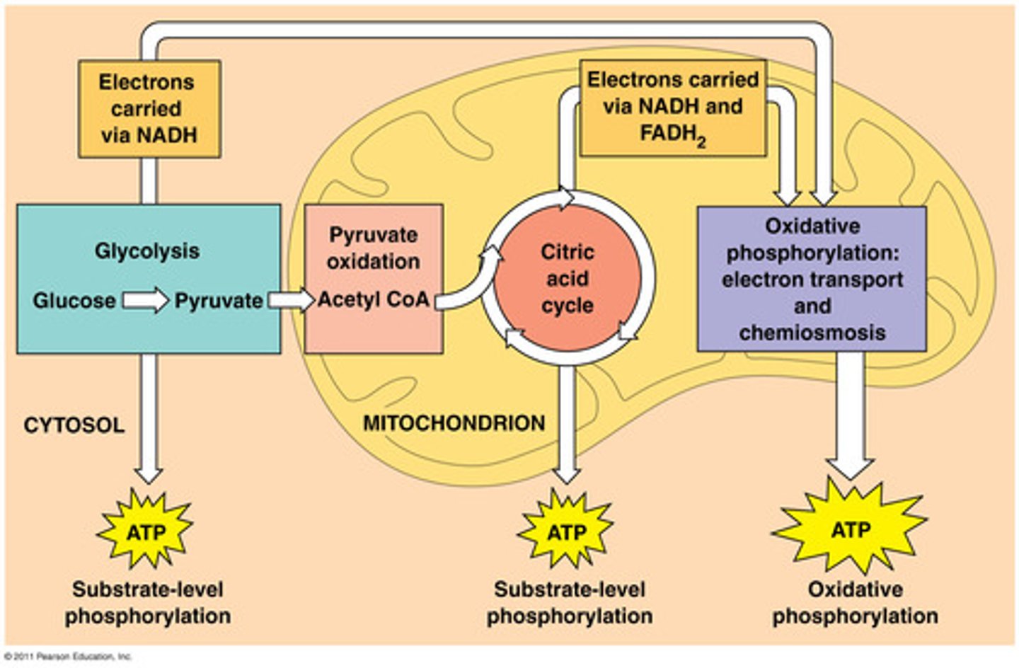 <p>Energy generation in muscle cells via three processes.</p>