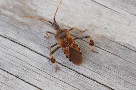 <p>Hemiptera</p><p>Leaf-footed bugs</p>