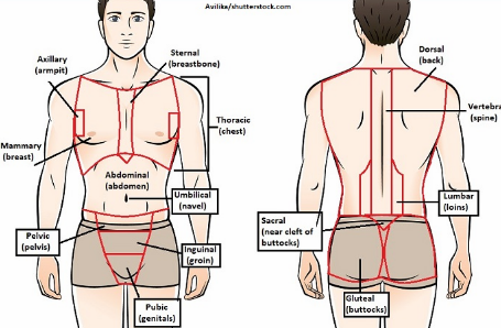 <p>A subfield of gross anatomy that studies the body in specific regions (e.g., head and neck, forearm).</p>