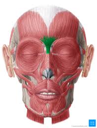 <p>covers bridge of nose [draws forehead down] <em>Origin: bridge of nose Insertion: frontalis muscle</em></p>