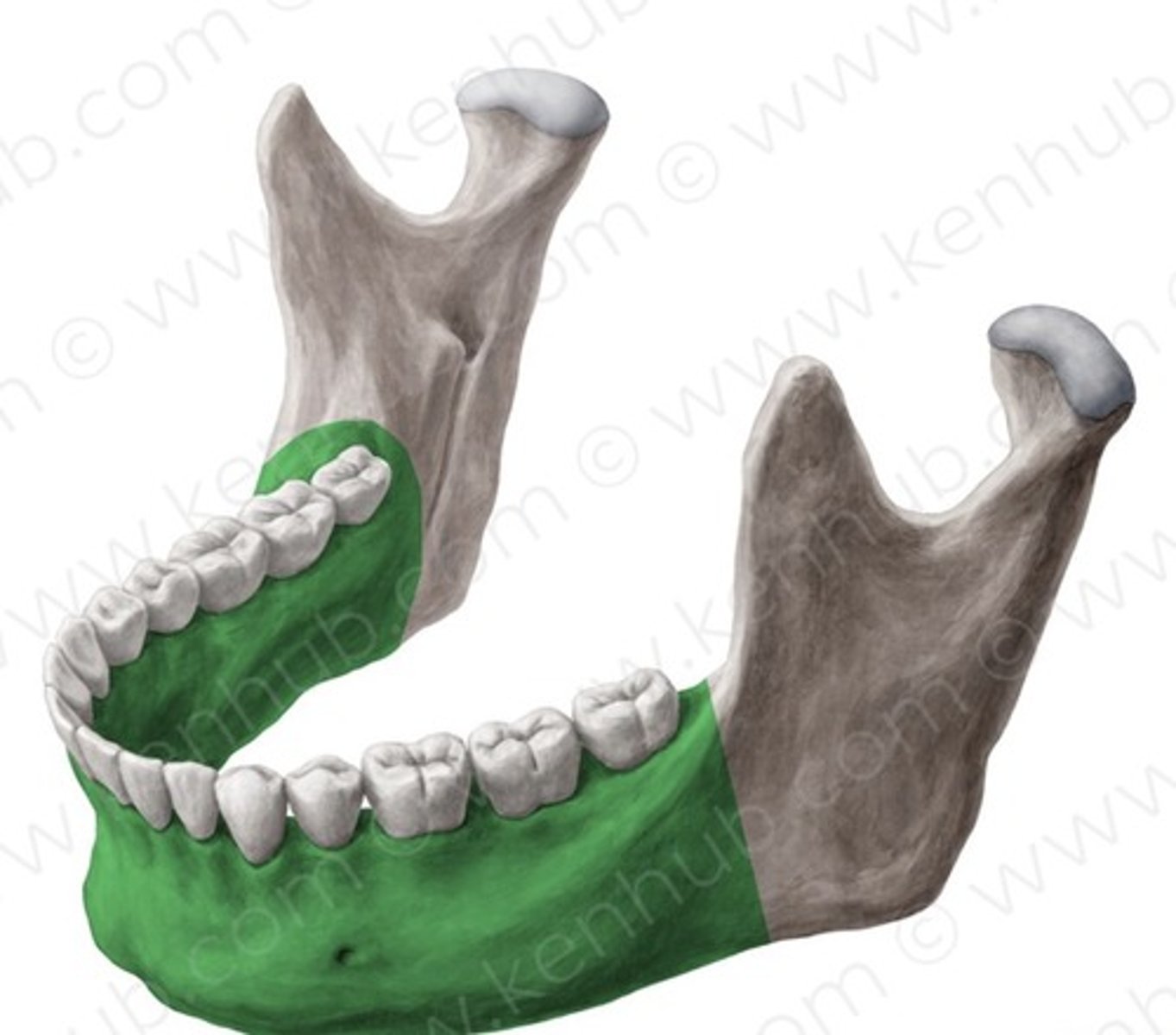 <p>The U-shaped bone forming the lower jaw, holding the lower teeth, and capable of movement.</p>