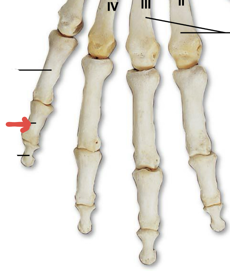 <p>what is this part of the phalanges?</p>