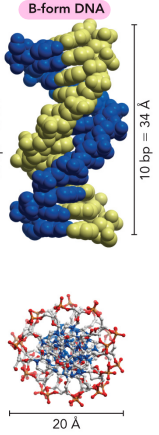 <ul><li><p>Most stable</p></li><li><p>Right-handed</p></li><li><p>Active DNA to make proteins</p></li></ul><p></p>