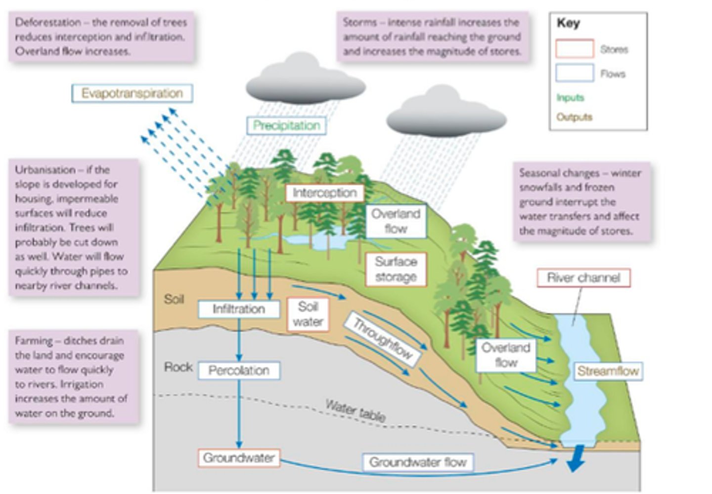 <p>dependent on inputs, outputs, flows, and stores <br><br>amount of water stores can hold is often dependent on many factors operating over relatively short timescales or the magnitude of processes<br><br>Deforestation - removal of trees reduces interception and infiltration, overland flow increases <br><br>Storms - intense rainfall increases the amount of rainfall reaching the ground and increases the magnitude of stores <br><br>Seasonal Changes - winter snowfalls and frozen ground interrupt the water transfers and affect the magnitude of stores <br><br>Urbanisation - if the slope is developed (e.g., housing) impermeable surfaces will reduce infiltration. Trees will probably be cut down as well. Water will flow quickly through pipes to nearby river channels<br><br>Farming - ditches drain the land and encourages water to flow quickly to rivers. irrigation increases the amount of water on the ground</p>