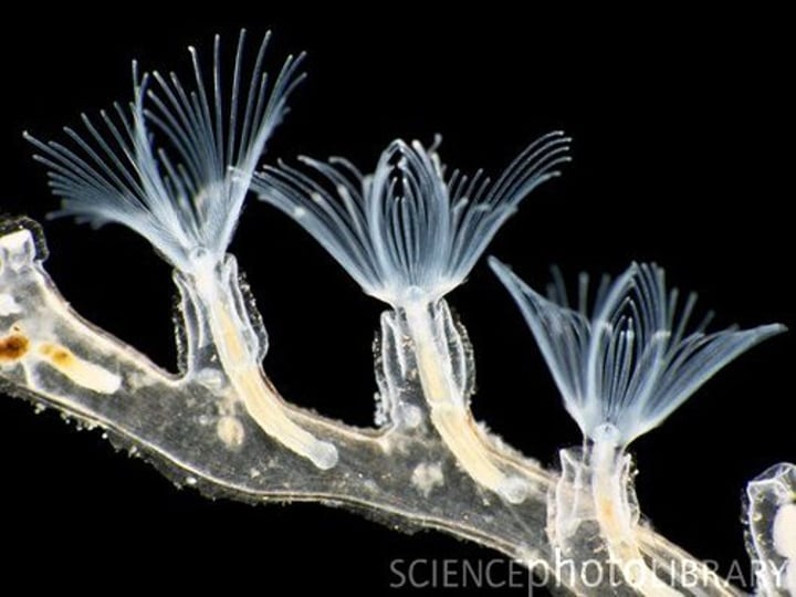 <p>Moss animals<br>aka Bryozoans<br>~ 4500 species</p>