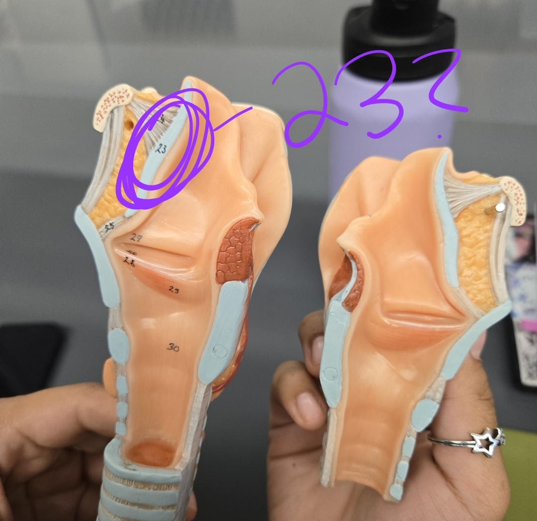 <p>Larynx, Trachea, and Bronchi model: What structure is this?</p>