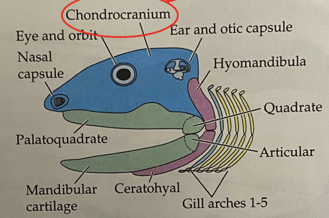 <p>protects the brain, nose, inner ear</p>