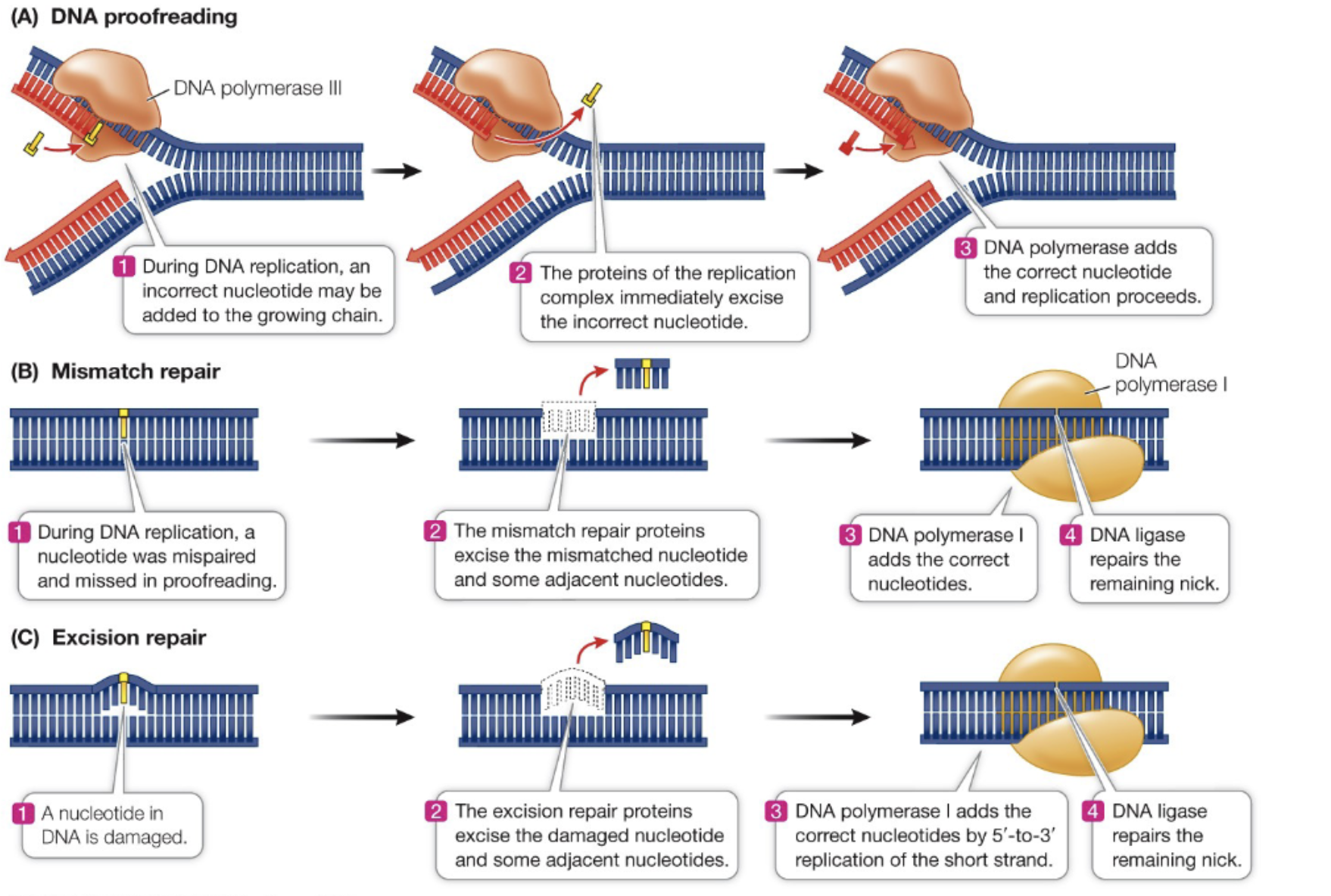 <p>Process by which DNA polymerase III checks for errors during DNA replication and corrects them. Ensures accuracy of DNA sequence.</p>