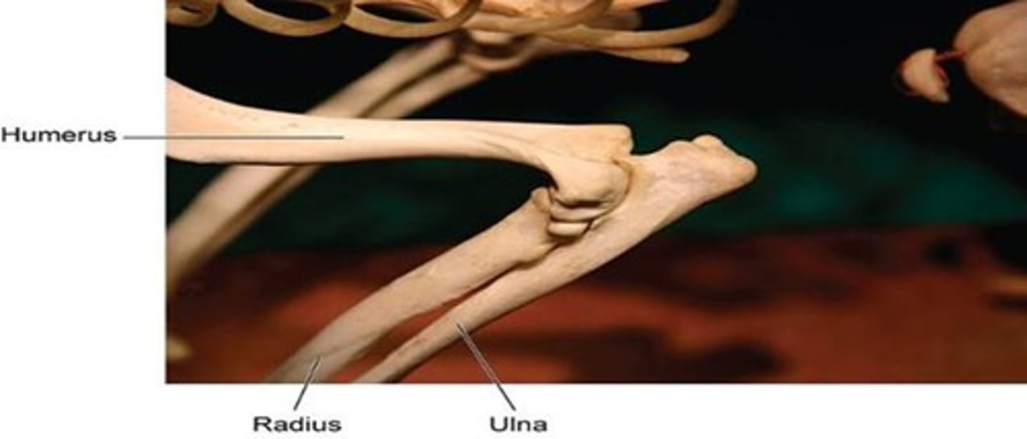 <p>Hinge joint allowing flexion and extension of the arm.</p>