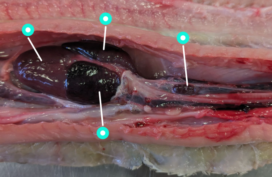 <p>identify the structures in the image </p>