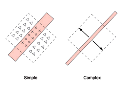 <ul><li><p>simple cells:</p><ul><li><p>corticale neuronen waarvan receptieve velden duidelijk gedefinieerde exciterende &amp; inhiberende gebieden hebben</p></li><li><p>detector links op figuur: reageert best op lichtstreep (aan beide kanten omgeven door duisternis) met welbepaalde breedte &amp; oriëntatie</p></li></ul></li><li><p>complex cells:</p><ul><li><p>vertonen reacties die niet eenvoudigweg kunnen worden voorspeld obv reacties op stationaire lichtstrepen</p></li><li><p>corticale neuronen waarvan receptieve velden geen duidelijk gedefinieerde exciterende &amp; inhiberende gebieden hebben</p></li><li><p>elke complexe cel is afgestemd op bepaalde oriëntatie &amp; spatiale frequentie (zoals simple cell)</p><ul><li><p>MAAR: complexe cel reageert ongeacht waar streep wordt gepresenteerd, zolang deze ergens binnen receptieve veld van cel valt</p><ul><li><p>anders dan simple cell: deze reageert alleen als streep in midden van zijn receptieve veld wordt gepresenteerd</p></li></ul></li></ul></li></ul></li></ul><p></p>
