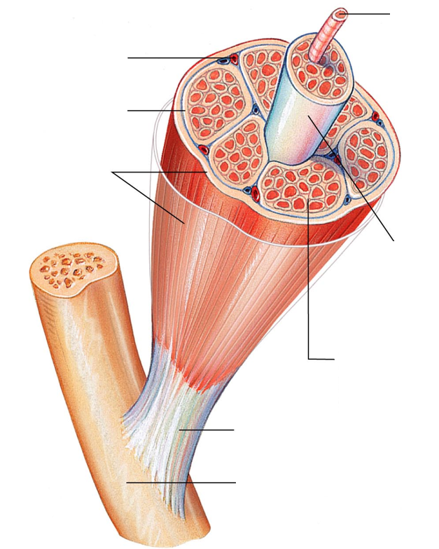 <p>Connective tissue for muscle</p>