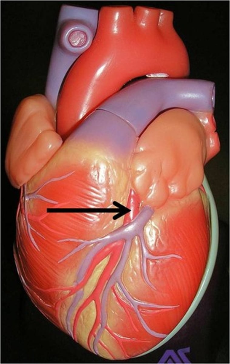 <p>Function: supplies the anterior surface of both ventricles and most of the interventricular septum</p><p>also called the left anterior descending artery (LAD)</p>