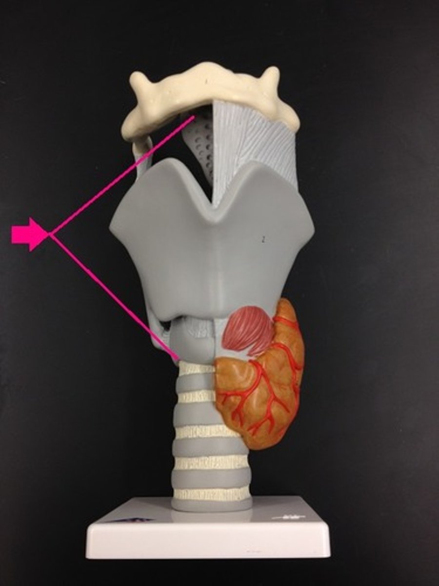 <p>location of the vocal cords. Air enters from the pharynx. (also called the voice box)</p>