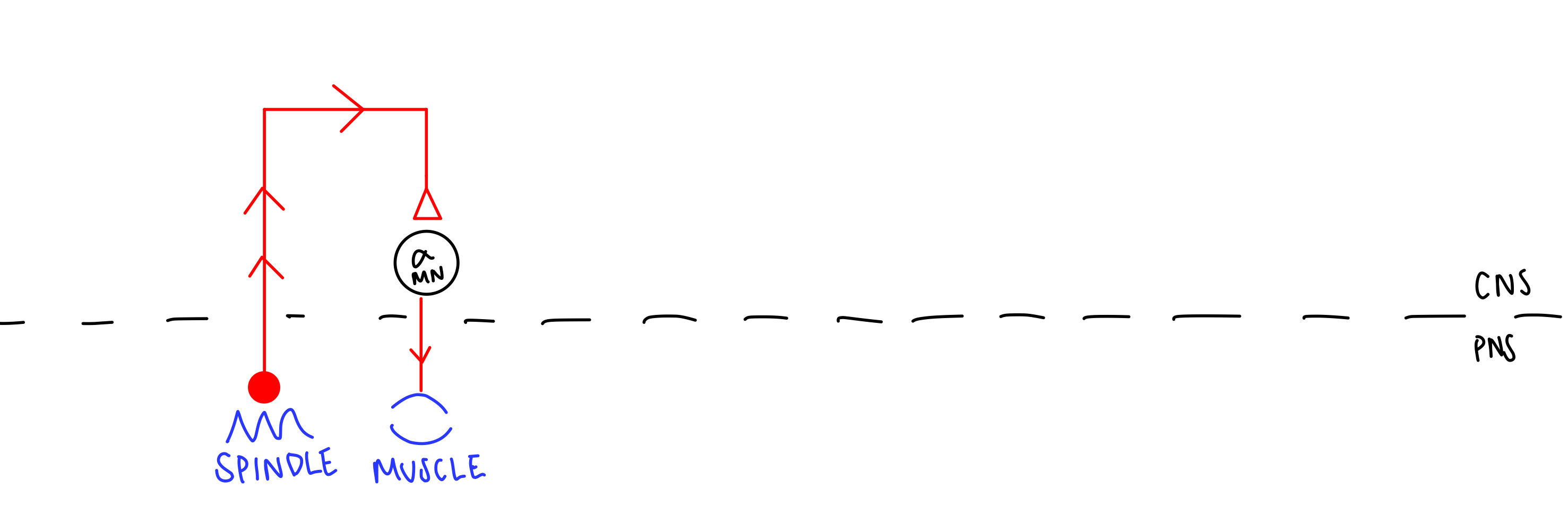 * dynamic nuclear fiber bag
* Ia afferents (primary spindle endings)
* monosynaptic