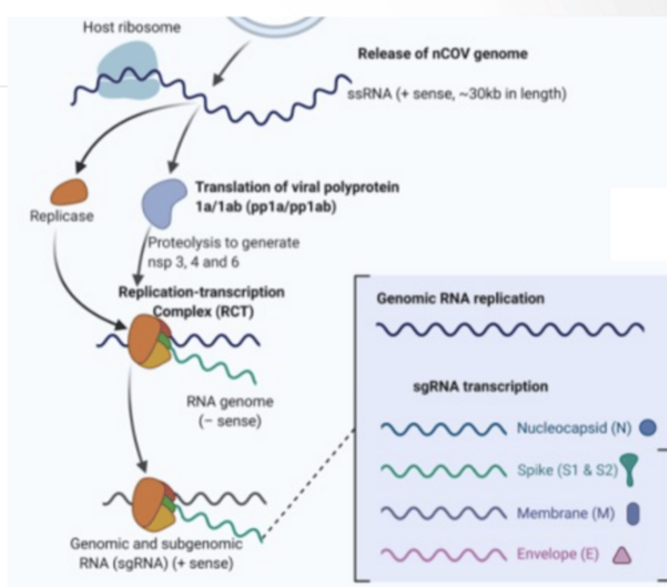 <p>VIRAL REPLICATION </p><p>Host ribosome translate viral RNA </p><p>Replication complex</p><p>RNA dependent RNA polymerase Replicated genome </p><p>Proteases </p><p>Cleave proteins to functional viral units</p><p>VIRUS STOPS CELL FROM MAKING ITS OWN PROTEINS</p><p>Nps1 - viral protein that shuts down host protein production. </p><p>Possible that virus is better at attaching to ribosome so that when Nps1 falls out the virus can take over</p><p>PACKEGING</p><p>Virus makes droplets that house RNA</p><p>Virus escapes through a Nsp3 protein</p><p>Nsp3 helps: protect viral RNA from immune detection</p><p>RNA is replicated Proteins are translated into the ER and move through the Golgi Vesicles from Golgi envelope viral genome Exocytosis occurs</p>