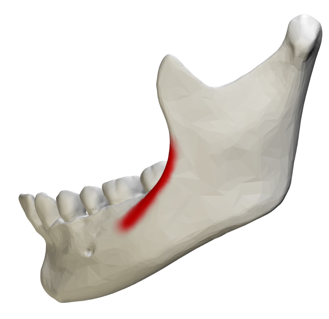 <p>Large ridge of facial; located vertically on ramus</p>