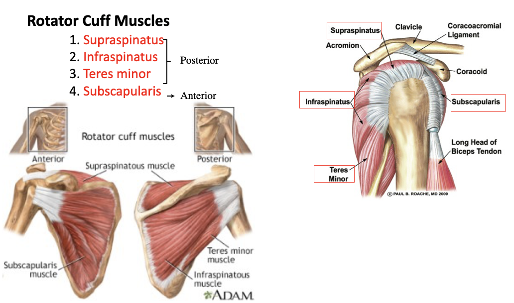 <p>supraspinatus</p>