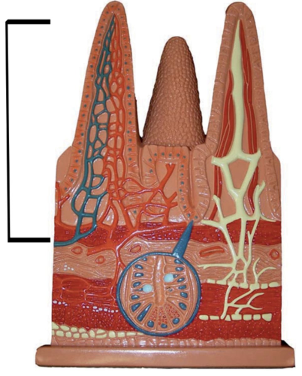 <p>Name this layer</p>