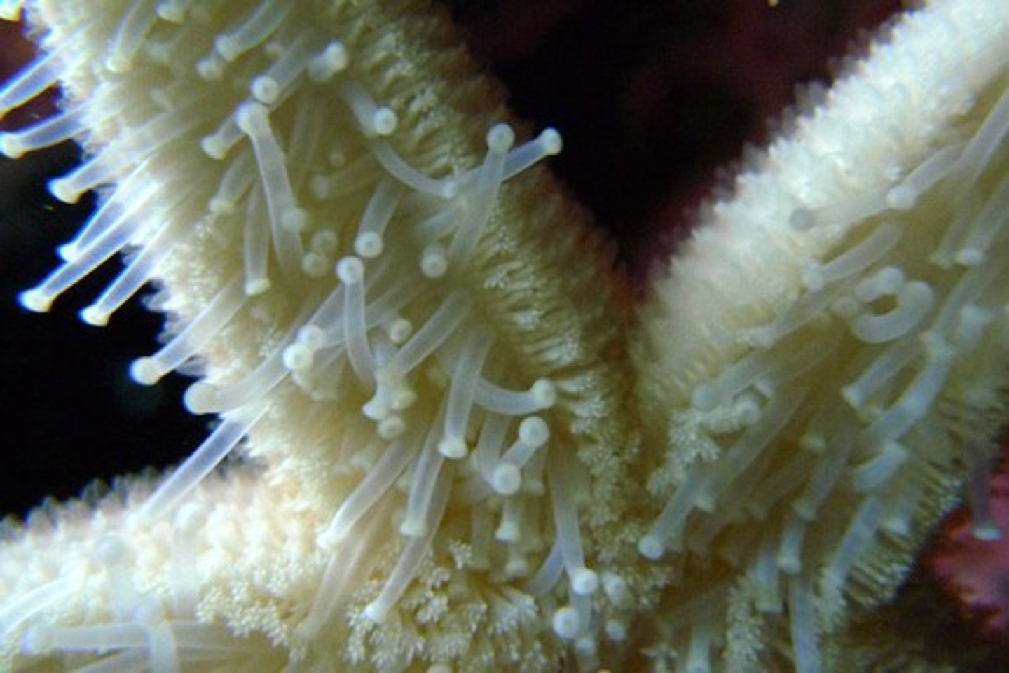 <p>how the starfish "walks", like a suction cup, pulls open prey</p>