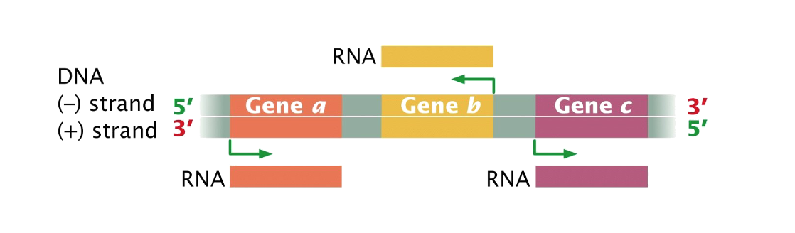 <ul><li><p>enzyme - multi-subunit complex produces nucleotide strand in 5’ to 3’</p></li><li><p>mg2+ is a co-factor (necessary to add to buffers for in vitro transcription) </p></li><li><p>both  DNA strands could be templates for RNA synthesis </p></li></ul><p></p>