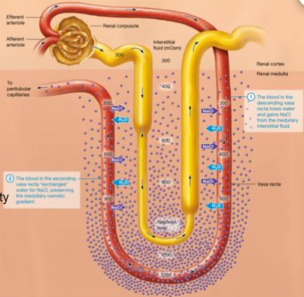 <p><span>-H2O and NaCl exchanged between&nbsp;nephron loop, interstitial fluid, and&nbsp; blood in vasa recta</span></p><p><span>-Sequence maintains interstitial osmolarity</span></p><p><span>-Drains into peritubular capillaires</span></p>