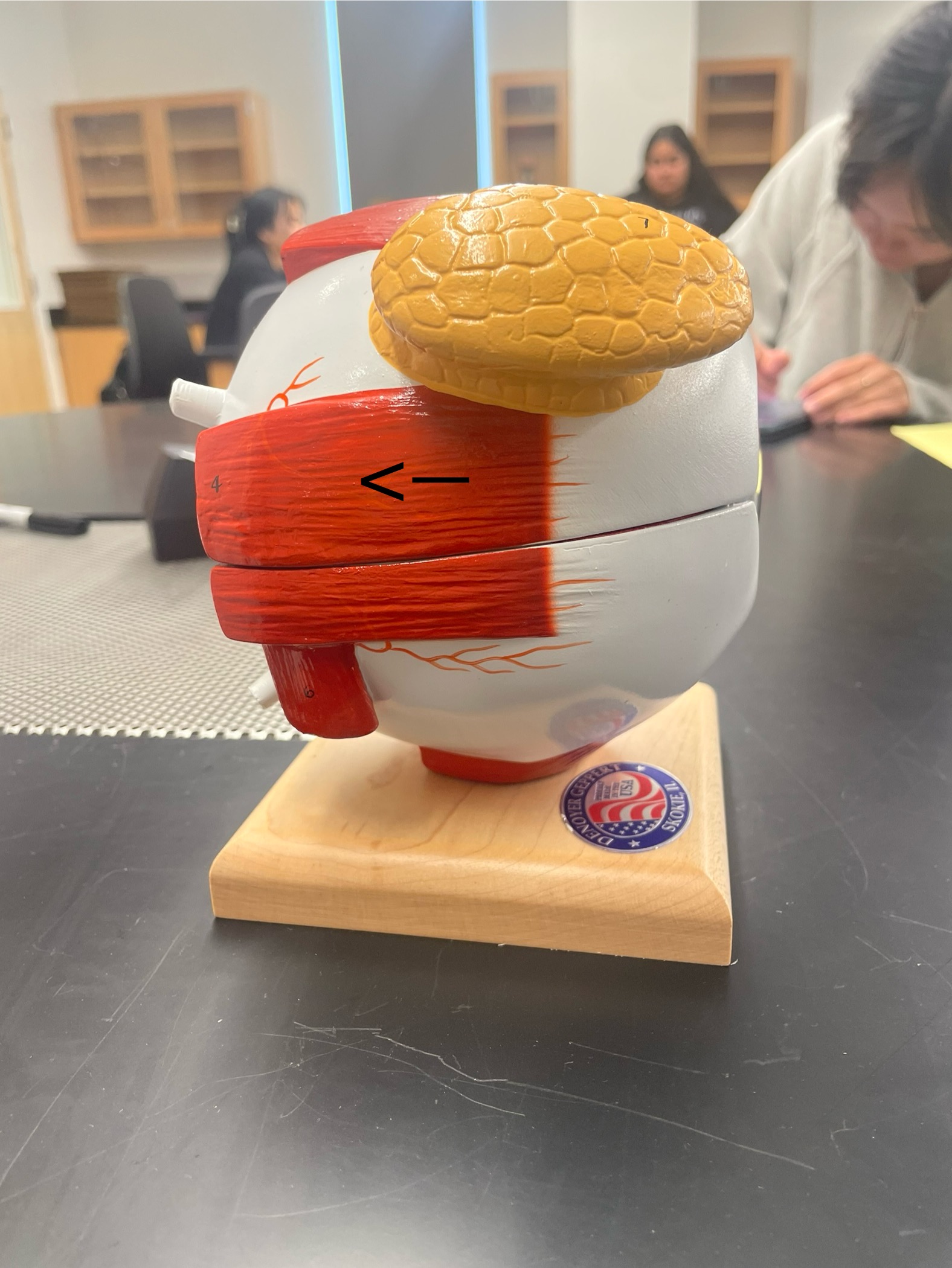 <p>ID muscle</p>