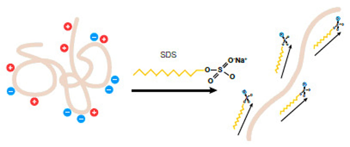 <p>allows the proteins to be separated purely by size</p><p>- uniform shape and charge to mass ratio</p><p>-achieved by unfolding the proteins and coating them with a negative charge</p><p>BUT first need to</p><p>1) break weak-non covalent interactions between proteins and their subunits</p><p>- SDS binds to protein backbones unfolding and coating the protein with a negative charge º The polypeptide charge of the backbone will be negligible because of the negatively charged coat, so all of the proteins will be standardized</p><p>-unfolded with heat (boiled)</p><p>-also added to gels to prevent refolding</p><p>2)covalent disulfide bonds within or between protein subunits</p><p>- ß-mercaptoethanol (BME) reduces disulfide bonds</p>