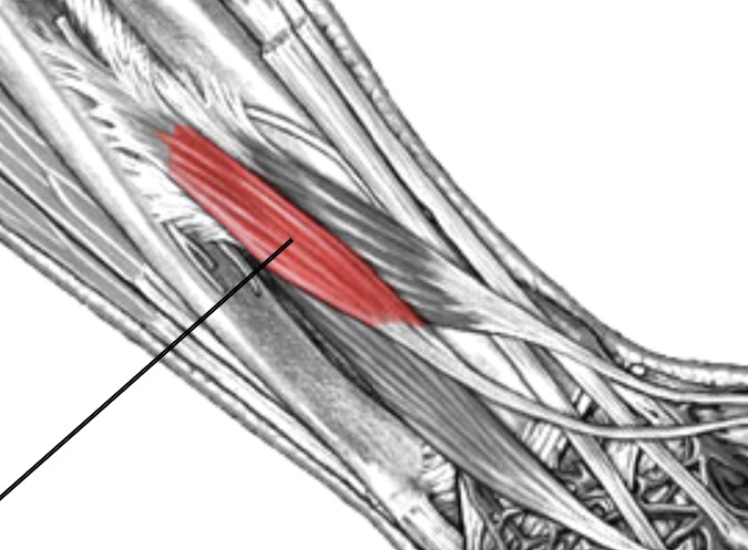 <p>Which muscle of the fingers is:</p><ul><li><p>Located on middle of posterior forearm, attached to thumb</p></li><li><p>Action: ext thumb</p></li><li><p>Nerve: radial</p></li></ul><p></p>