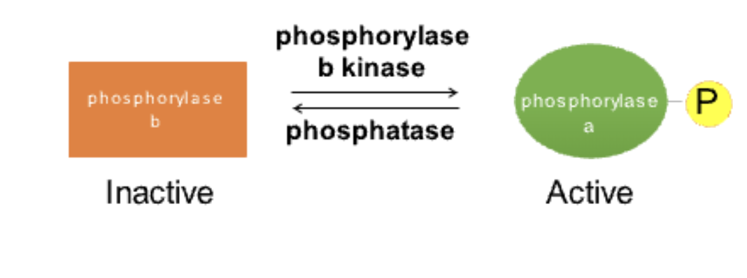 <ul><li><p><strong>Glycogen phosphorylase a</strong>: <strong>Active</strong> (phosphorylated form).</p></li><li><p><strong>Glycogen phosphorylase b</strong>: <strong>Inactive</strong> (dephosphorylated form).</p></li></ul><p></p>