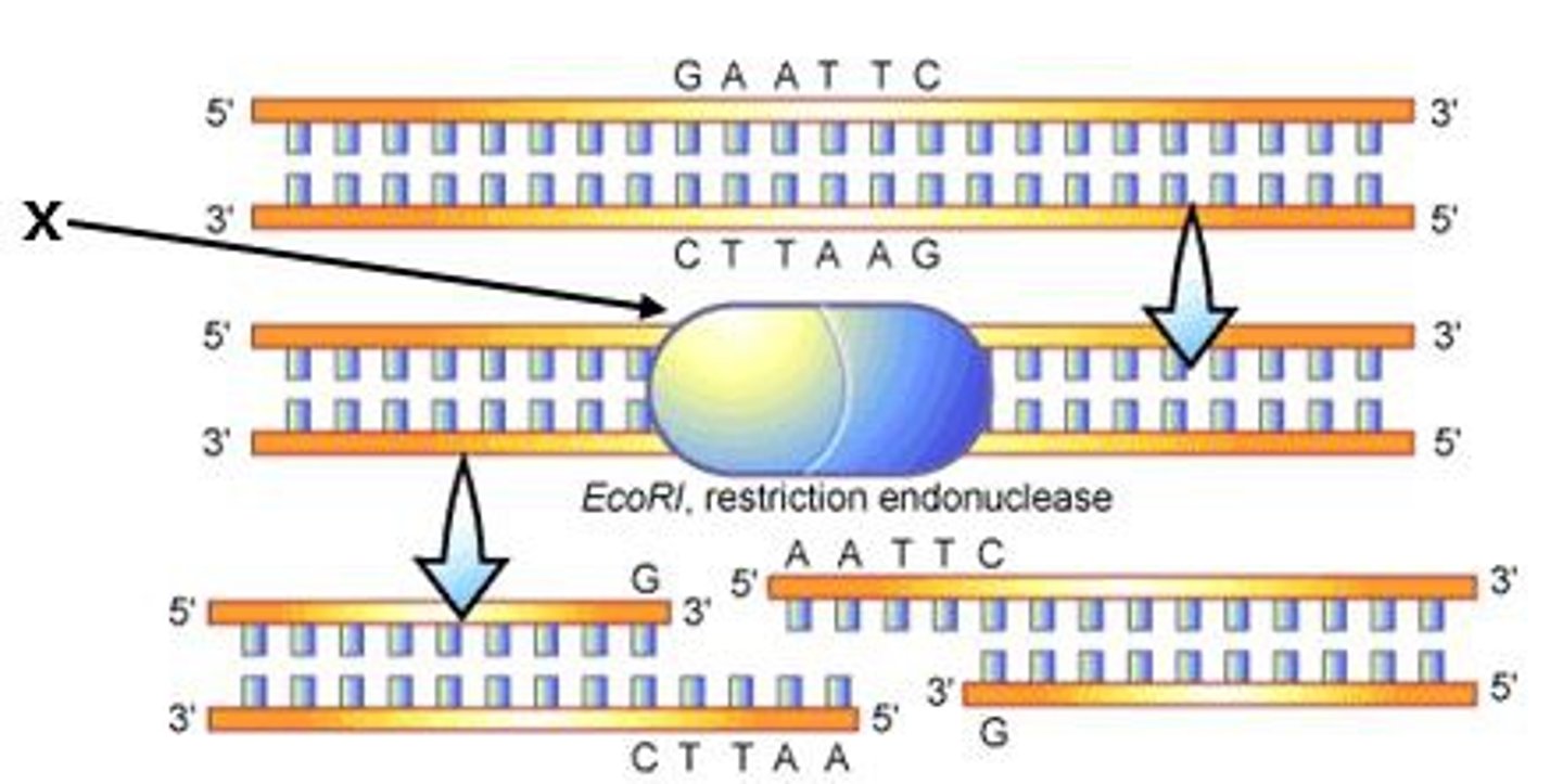 <p>An enzyme that cuts DNA at a specific sequence of nucleotides</p>