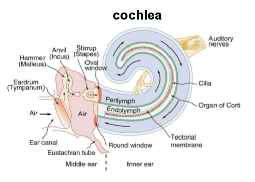 <p>Las ondas sonoras viajan hasta el oído y crean una vibración en el tímpano. Unos huesecillos diminutos (+ pequeños del cuerpo) amplifican la energía mecánica y la transmiten a la cóclea.</p><p>La cóclea contiene células ciliadas, que son receptores. La cóclea tiene líquido que vibra y mueve los cilios, esto provoca que se abran canales de potasio y de calcio dependientes de voltaje, causando una despolarización.</p><p>La señal se transmite a través del nervio auditivo (nervio coclear).</p>