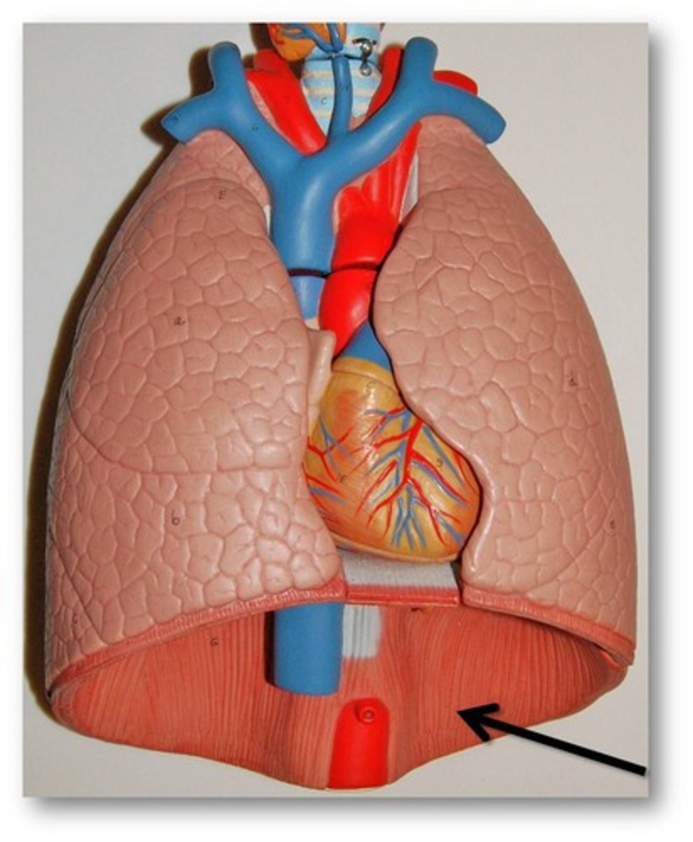 <p>Large, flat muscle at the bottom of the chest cavity that helps with breathing</p>