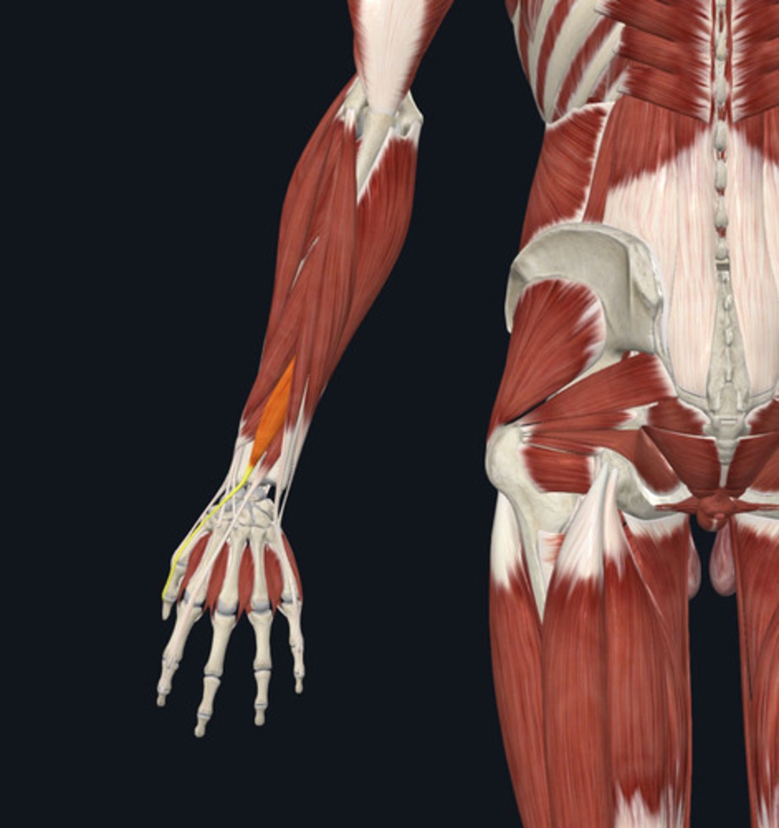 <ul><li><p><u>Origin:</u>&nbsp;Ulna</p></li><li><p><u>Insertion:</u>&nbsp;<strong>Digit 1, thumb</strong> (pollex)</p></li><li><p><u>Action:</u>&nbsp;Thumb (pollex) extension</p></li></ul><p></p>