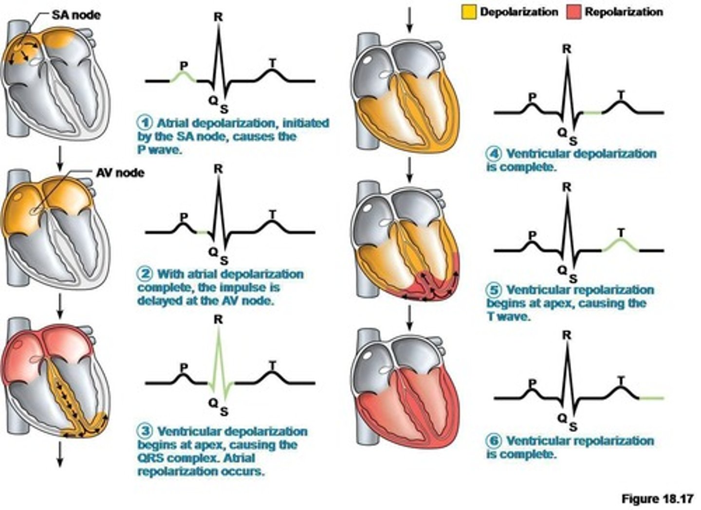 <p>Atrial depolarization.</p>