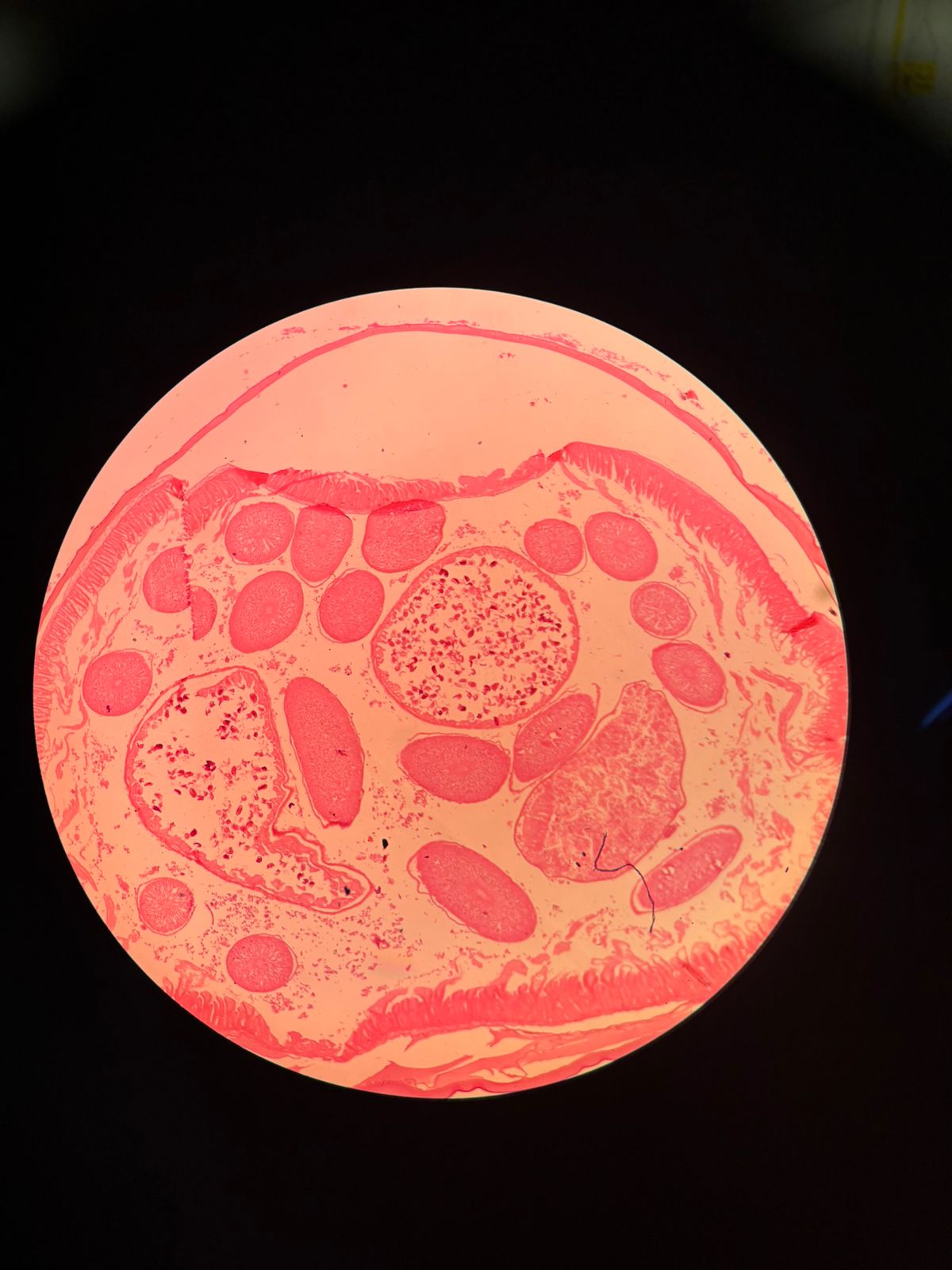term image