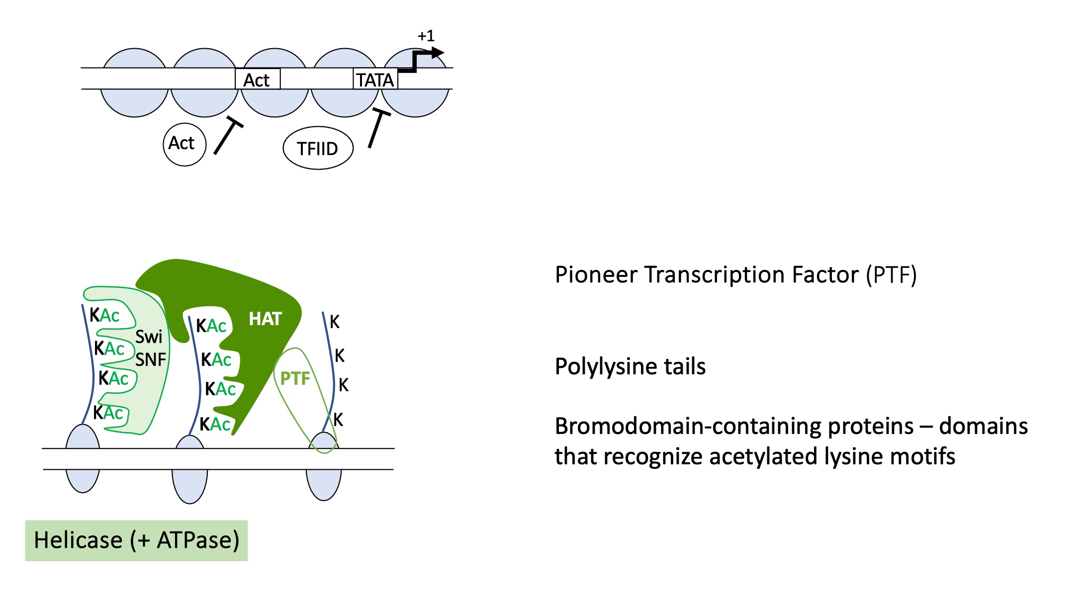 <ol><li><p>A <strong>pioneer transcription factor</strong> binds to its <strong>specific DNA sequence</strong>&nbsp;making the DNA more accessible.</p></li><li><p>The pioneer factor recruits a <strong>writer enzyme</strong>&nbsp;( a <strong>histone acetyltransferase (HAT)</strong>&nbsp;) which <strong>acetylates lysine residues on histone tails</strong> (e.g., H3K9ac, H3K27ac).</p></li><li><p>A <strong>reader protein</strong> with a <strong>bromodomain</strong> recognises and binds to the <strong>acetylated lysines</strong> on histones.</p></li><li><p><strong>Chromatin remodeling complexes</strong> (such as <strong>SWI/SNF</strong>) are recruited — these have <strong>ATPase activity</strong> that uses ATP hydrolysis to <strong>slide or evict nucleosomes</strong>, exposing promoter and enhancer DNA.</p></li></ol><p><strong>euchromatin formed</strong>, genes accessible </p><p></p>