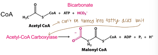 <p>Acetyl-CoA is converted to what for fatty acid synthesis (FAS)  </p>