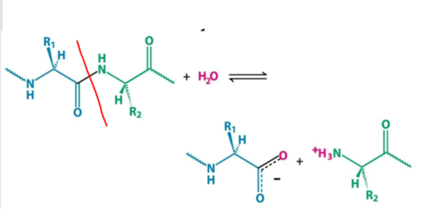 <p>(cleavage of bonds by the addition of water)</p>