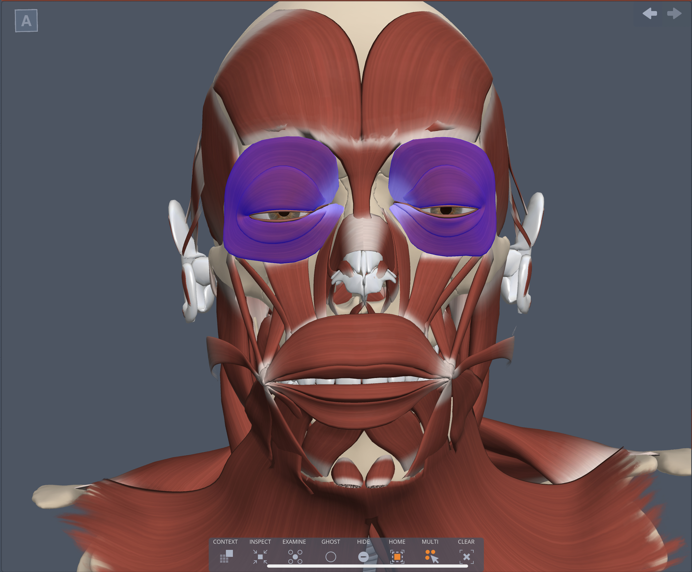 Action of Orbicularis Oculi musle