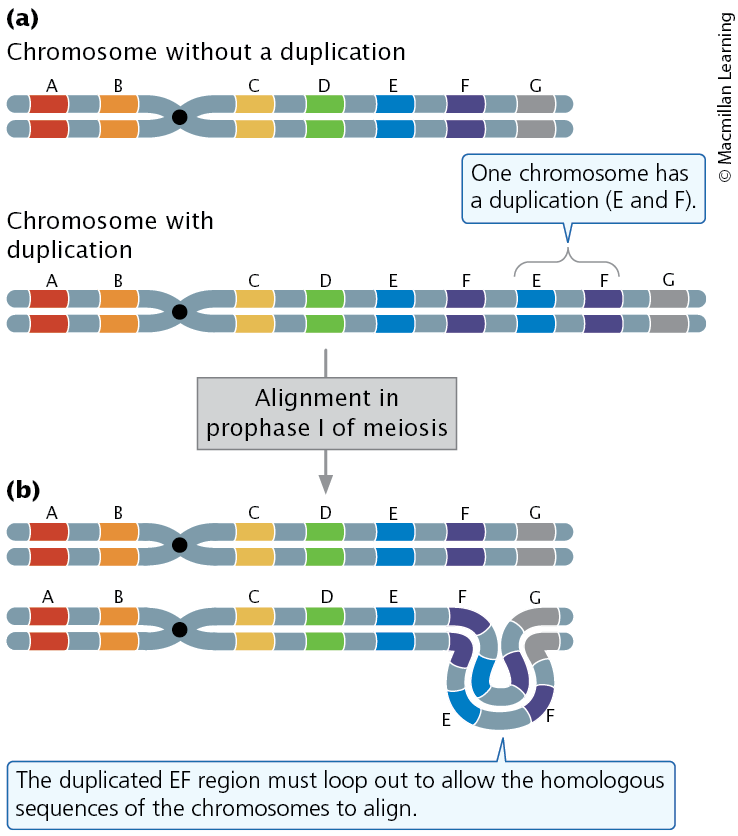 <p><span><span>In an individual heterozygous for a duplication, the duplicated region loops out during pairing in prophase</span></span></p>
