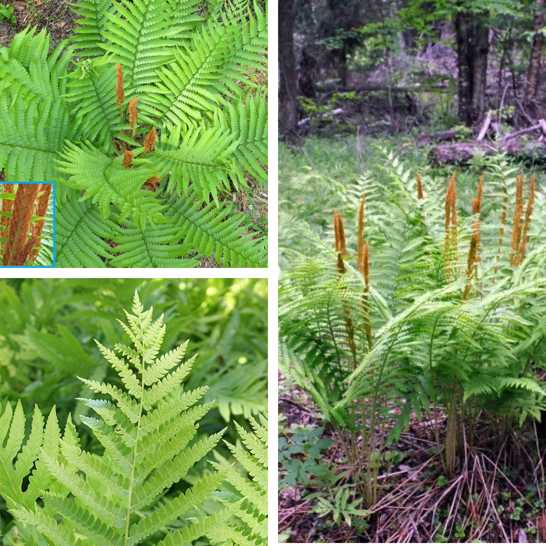 <p>Cinnamon Fern:</p><p>Separate fertile fronds, look cinnamon like</p>