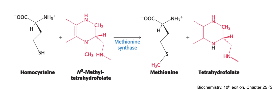 <ul><li><p>methionine is regenerated by <u>transfer of </u><strong><u>methyl group</u></strong><u> to </u><strong><u>homocysteine </u></strong><u>from</u><strong><u> N5-methyltetrahydrofolate</u></strong></p><ul><li><p>catalyzed by <strong>methionine synthase</strong></p></li><li><p>mediated by the coenzyme <strong>methylcobalamin</strong> which is derived from vitamin B12</p></li></ul></li></ul><p></p>