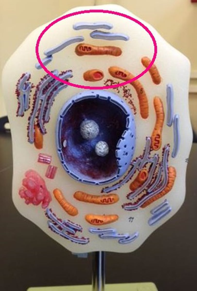 <p>Identify the material (includes fluid and organelles).</p>